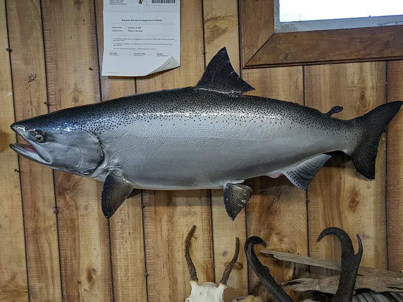 Mounted salmon