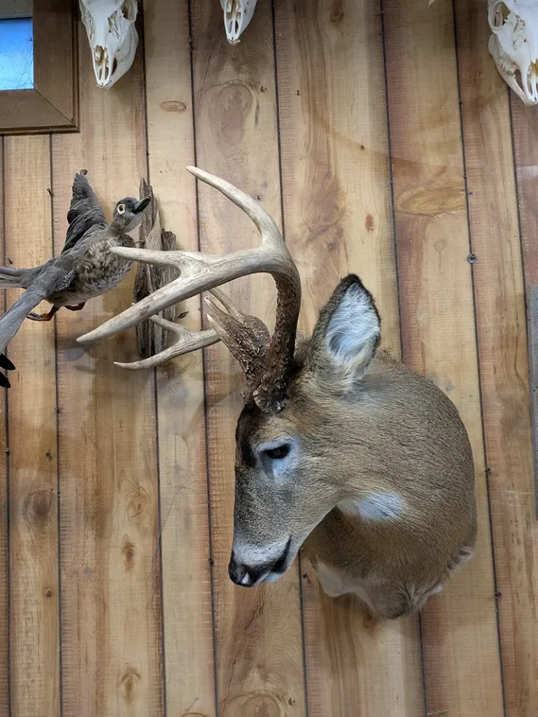 deer mount with head down