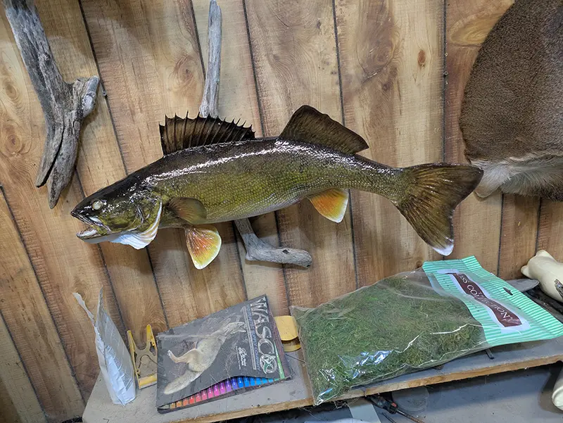mounted walleye