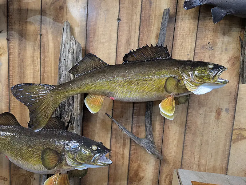 mounted walleye