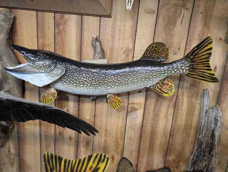 mounted northern pike