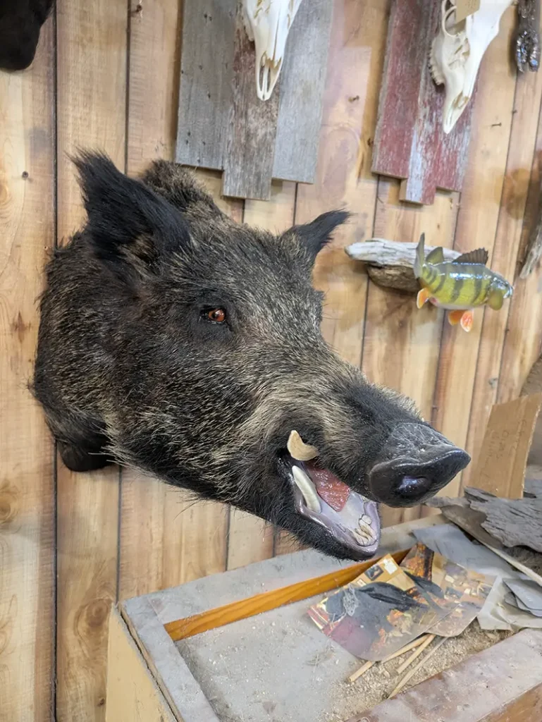 wild boar profile