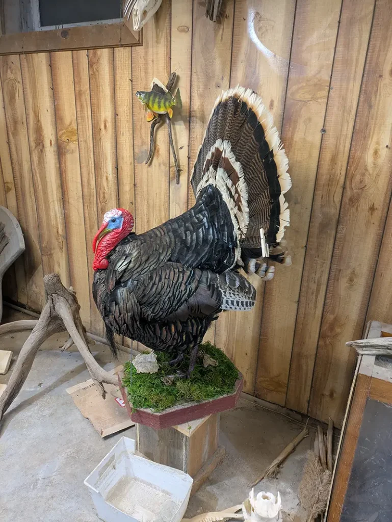 big tom turkey profile