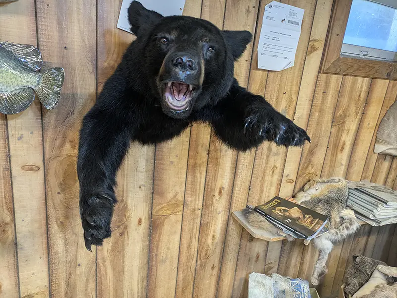 black bear coming out of wall