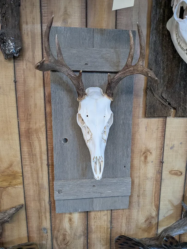 mounted deer skull