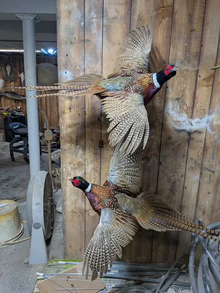 large pheasant with red spot on head