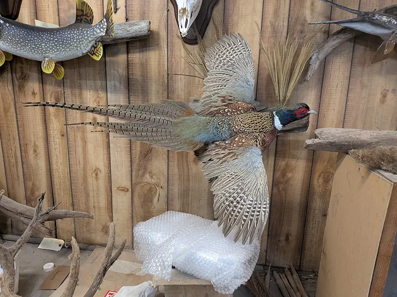 pheasant in flying action